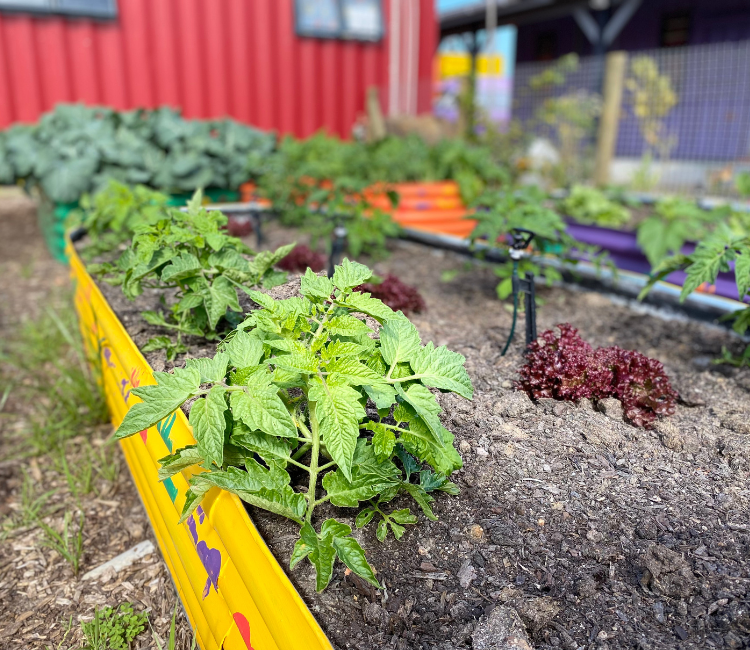 Philisa-Abafazi-GARDEN-FOOD-PROGRAM-2